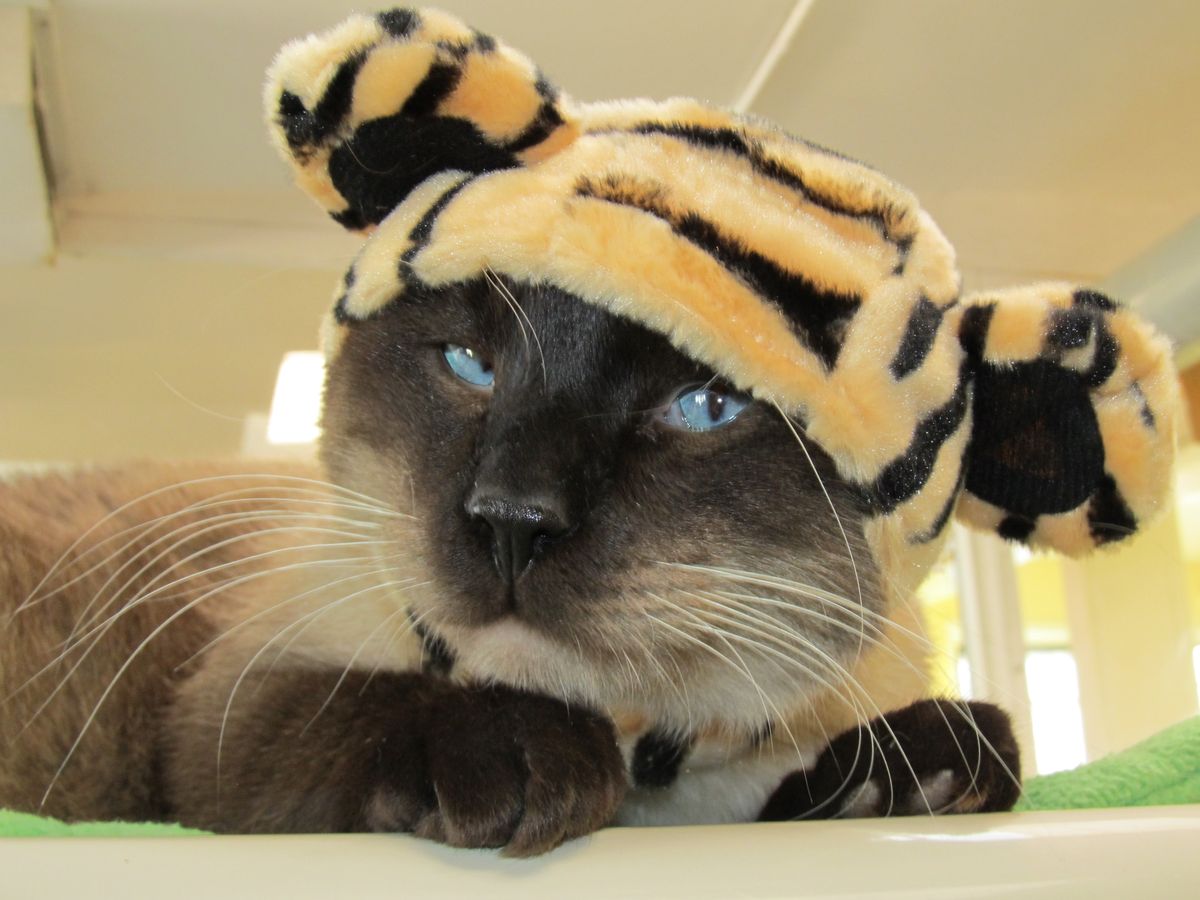 11 Cats Who Dressed Better Than You For Halloween