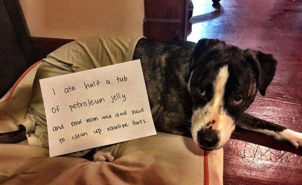 15 Hilarious Instances Of Dog-Shaming