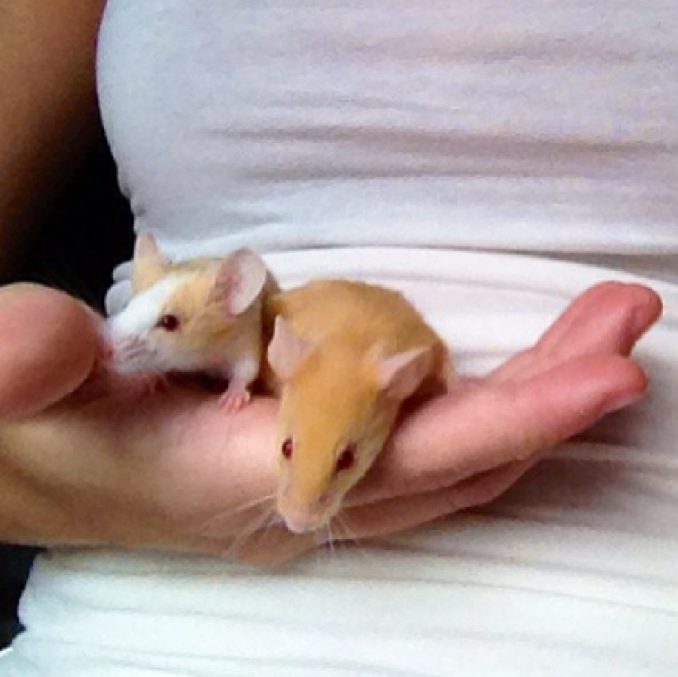 Do Mice Make Good Pets?