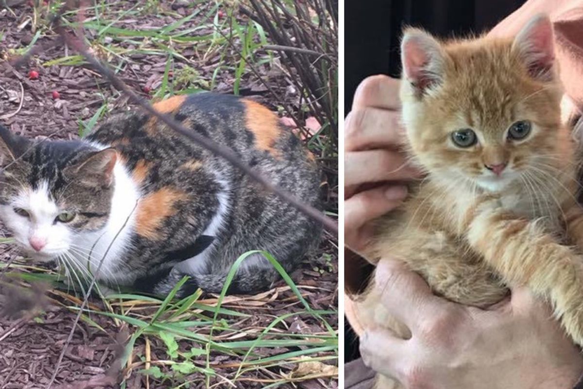 Stray Mama Cat Leads Woman to Save Her Kitten Trapped In Storm Drain...