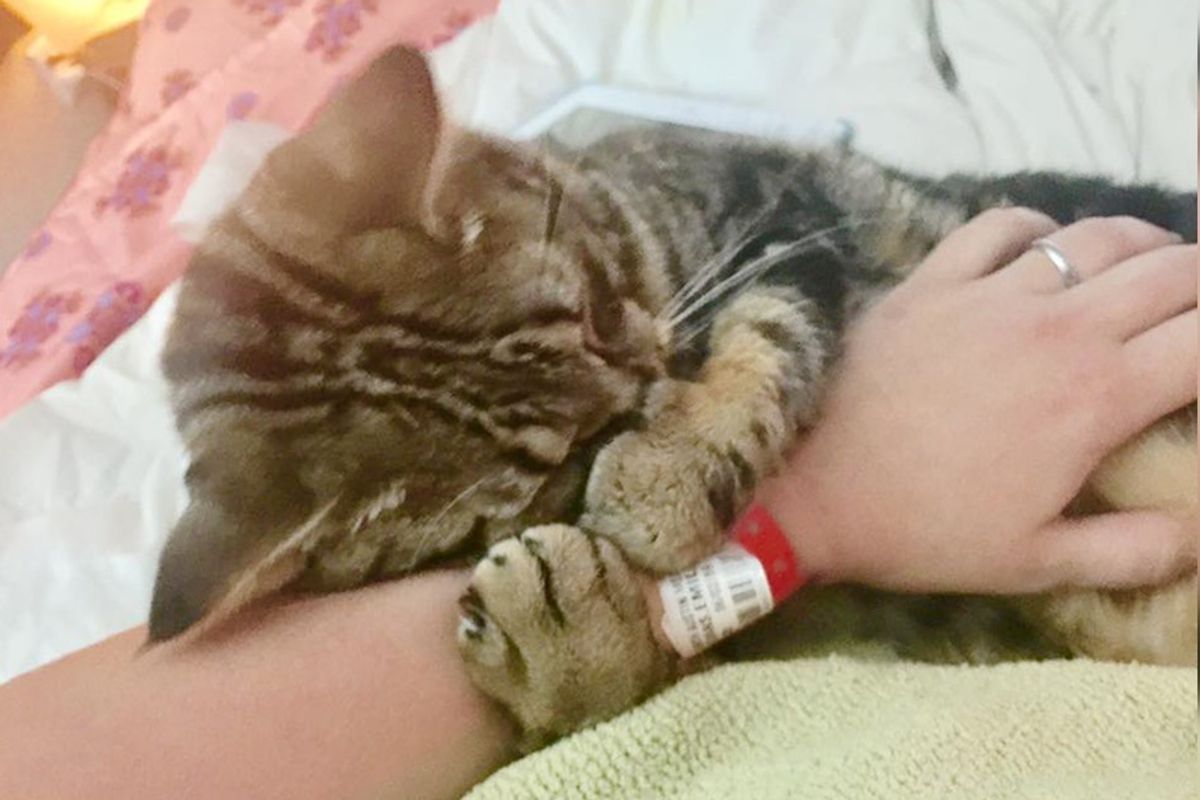 Kitten Found at Gas Station Hasn't Stopped Cuddling His Rescuer Who Was Also Abandoned at Birth...