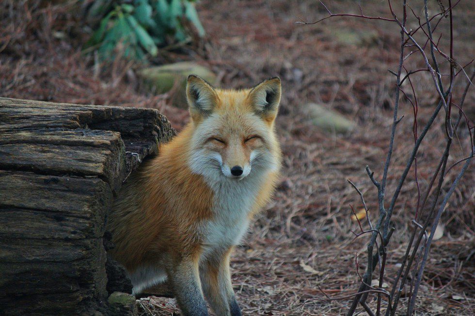 10 Reasons Why Foxes Are The Cutest Creatures On Earth