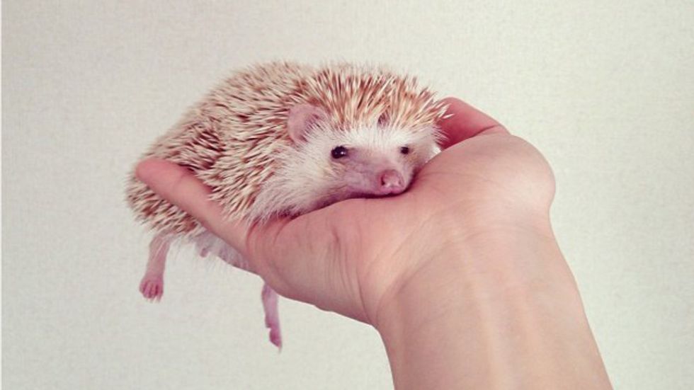 10 Things You Didn't Know About Hedgehogs