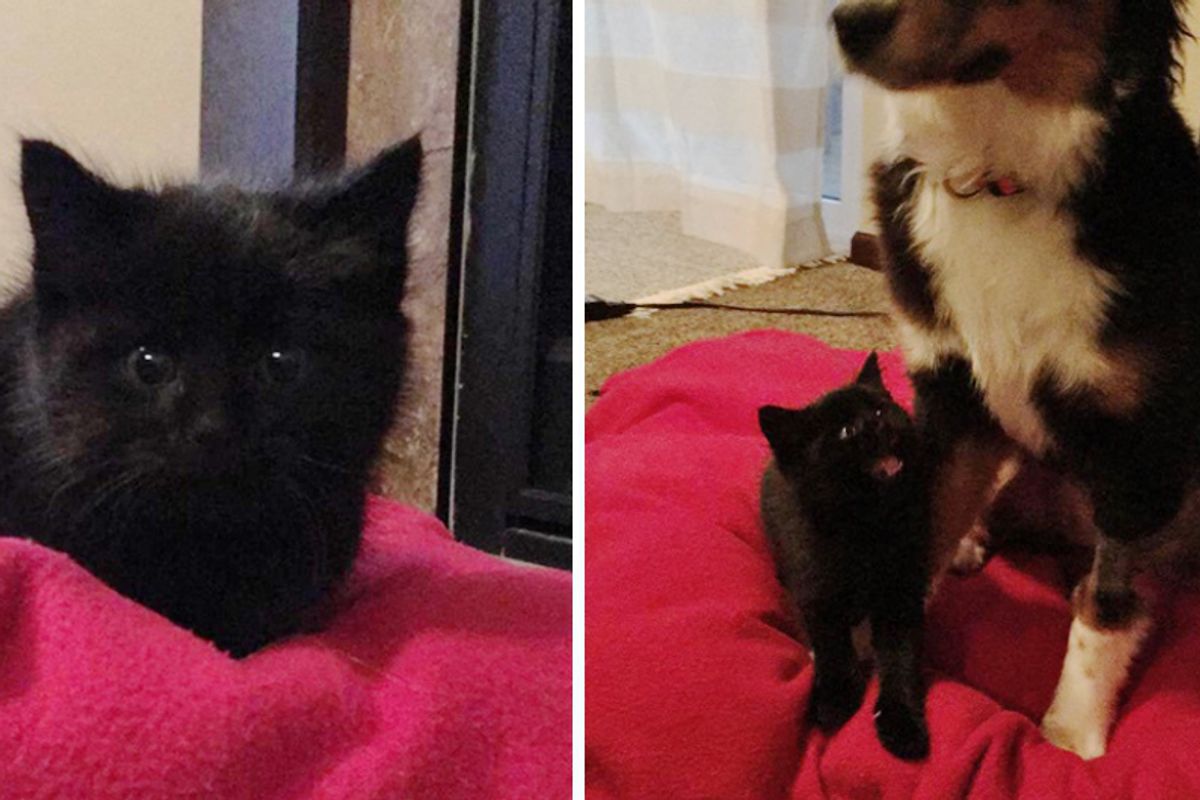 They Try to Find Roadside Kitten a Home But The Kitty Snuggles Up to Their Dog and Won’t Let Go…