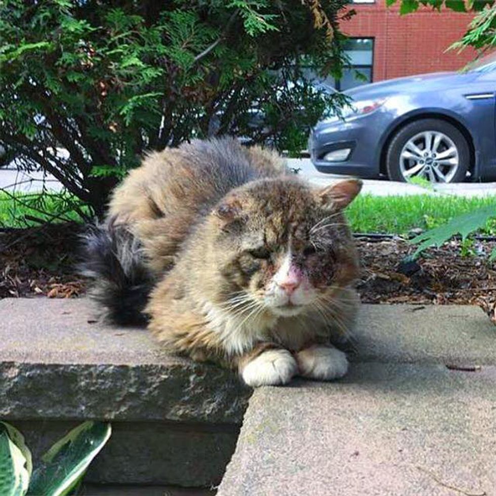 Cat Lived a Rough Life Finds Love and Gets Happiness Back into His