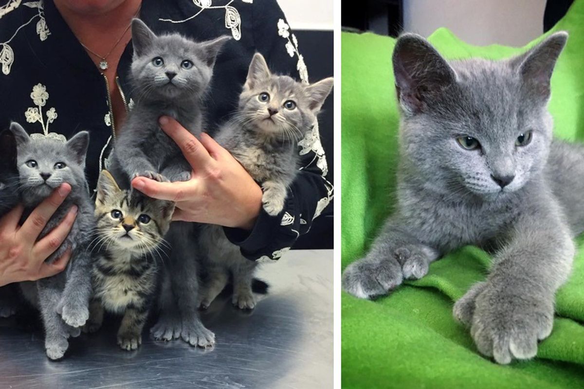 Man Saves Kittens From Industrial Site and Surprised to See Some of Them With Giant "Bear" Paws...