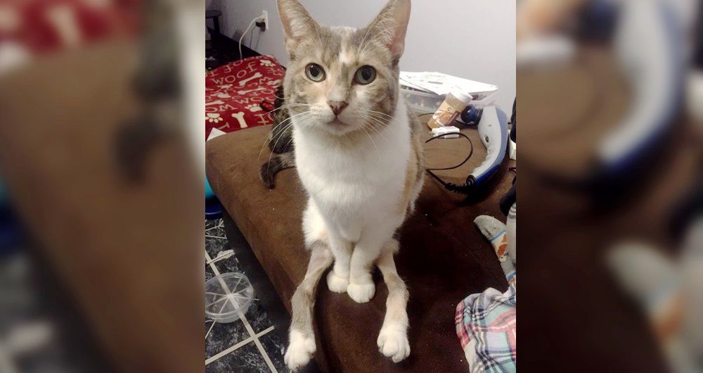 Cat Born With Special Legs Surprises Her Humans With Her Will to Do