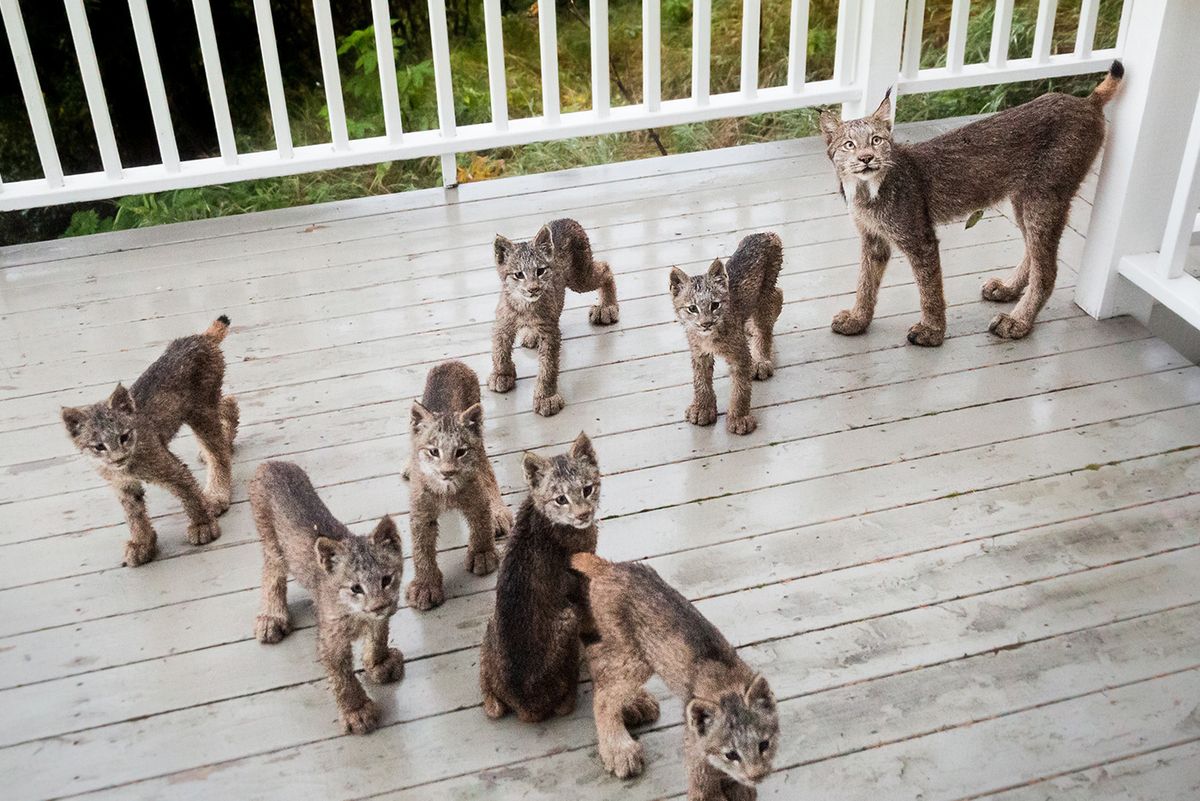 Lynx Mama Brings Her 7 Kittens To Revisit Man's Deck on Snowy Day...