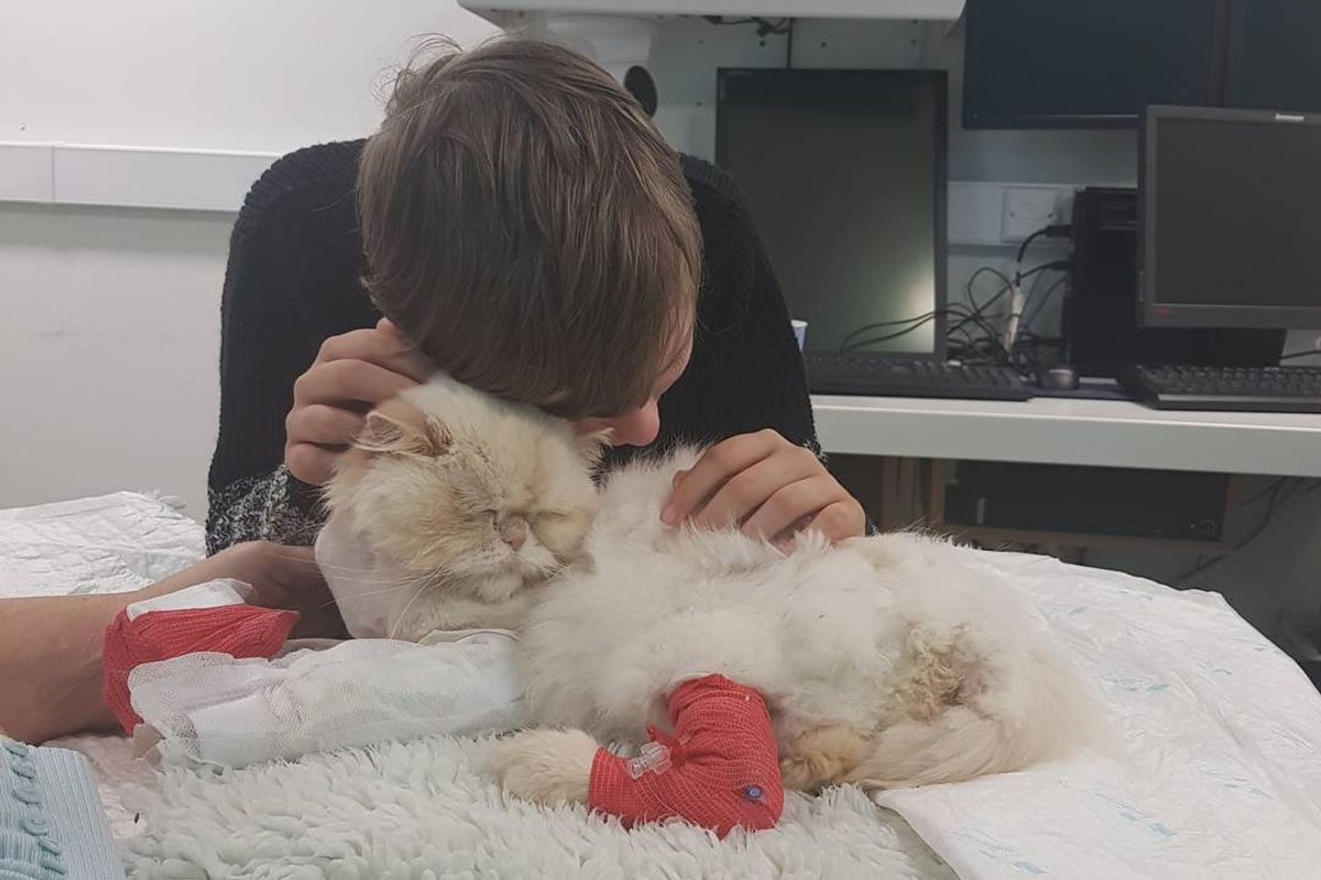 Cat Saved Boy with Autism and Now He's Trying to Save the Kitty Back...