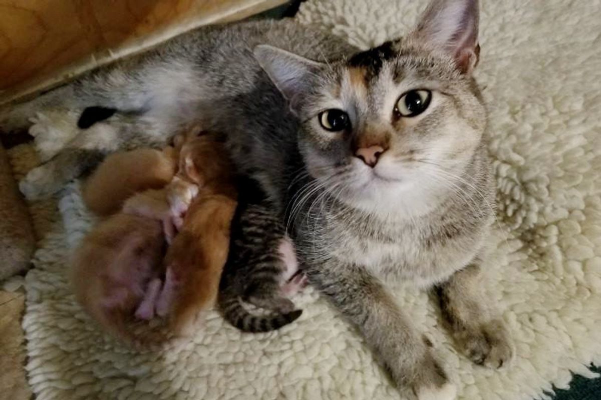 Man Comes to Work to Find Stray Cat Who Picked Their Place to Have Babies on Thanksgiving Eve