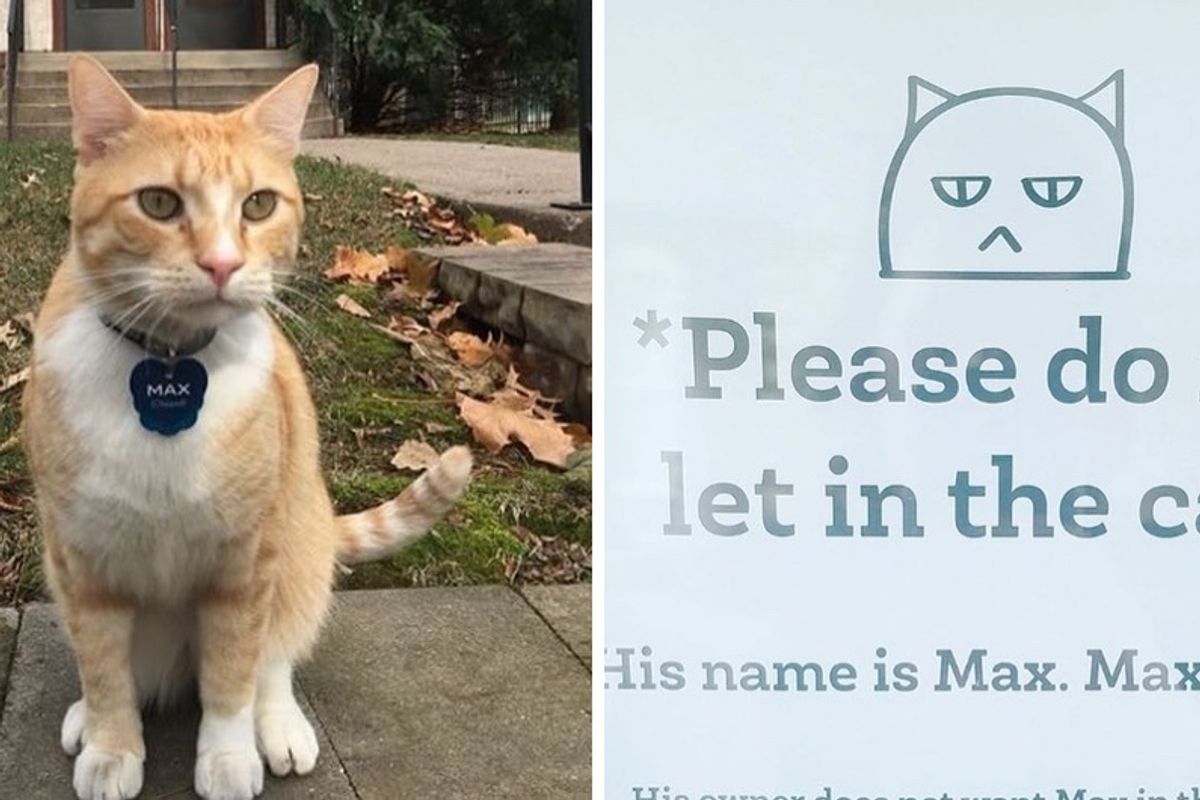Cat Lost His Library Privileges on Campus but Gains Thousands of Supporters Over the Internet