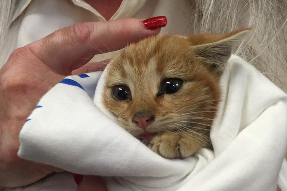 Couple Heard Tiny Chirps From Dumpster and Found Kitten Crying for Love