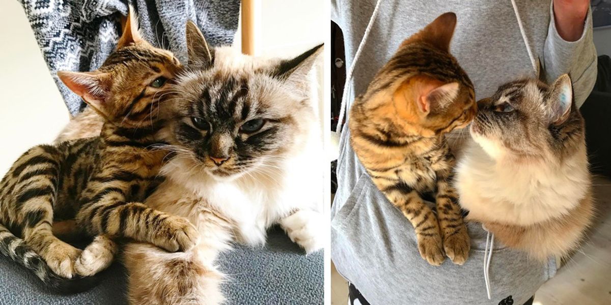 Shy Cat Meets Overlyattached New Kitten Who Is Determined to Get Her