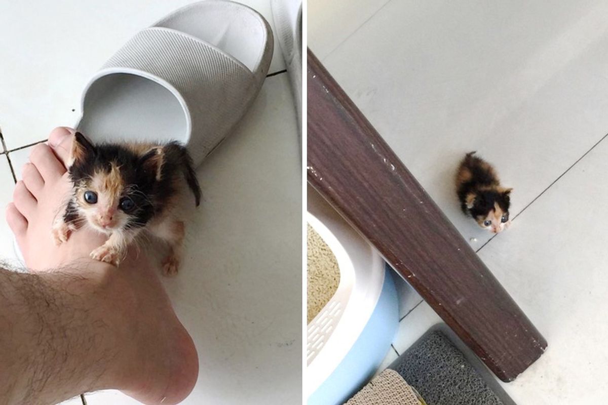 Man Saved Scrawny Kitten Who Was Rejected by Her Mom and Brought Her Up into Gorgeous Cat