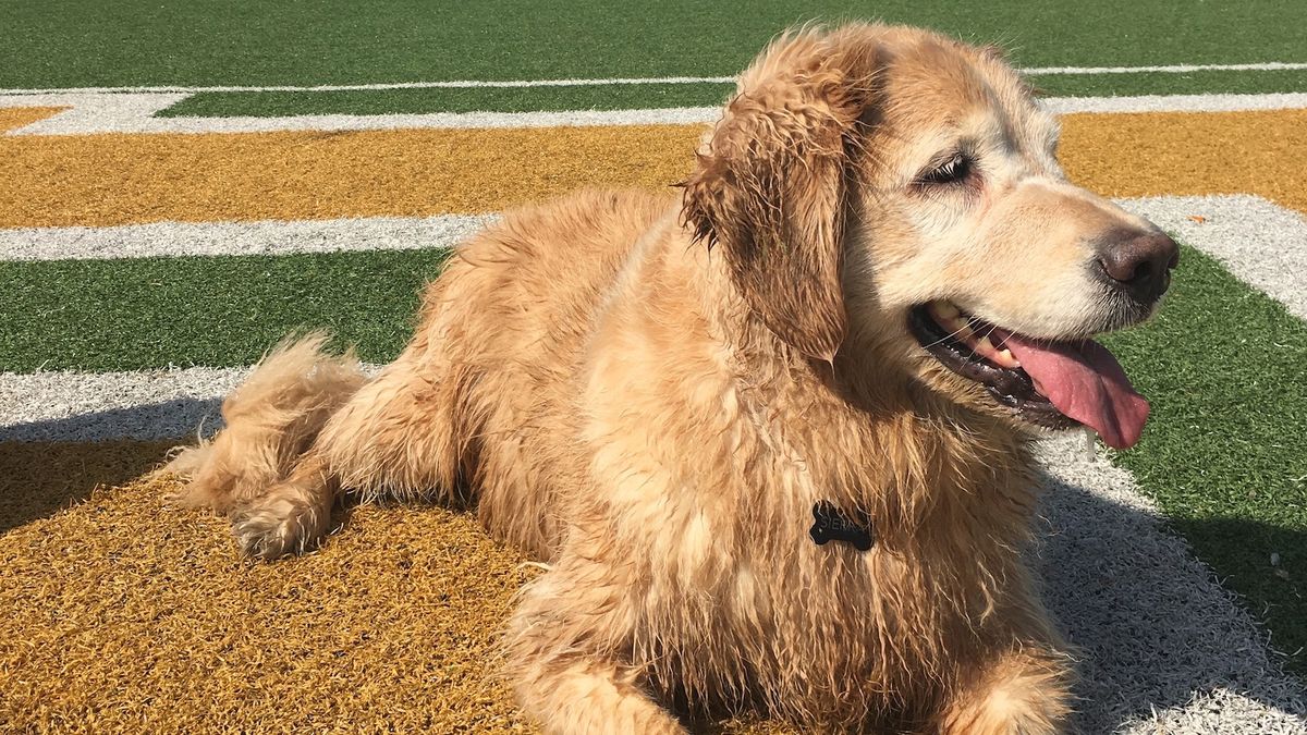 Do: Bring Your Dog To College