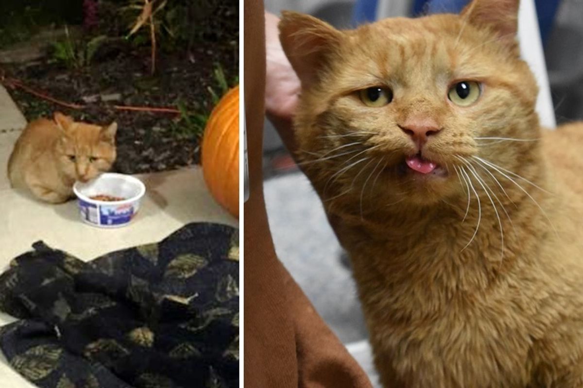10-year-old Cat Showed Up on Porch, Hiding His Paws From Everyone Until Someone Offered Help