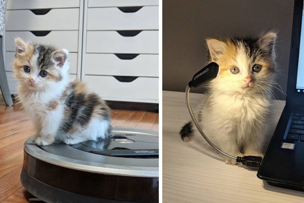 Calico Kitten Saved From Under Porch Finds Her Cattitude Through a Second Chance