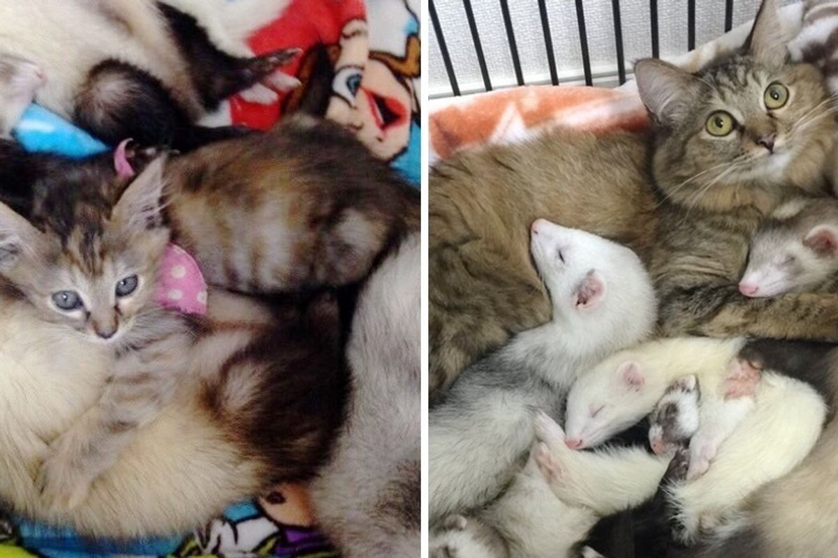 Orphaned Kitten Adopted by Unlikely Friends Now Thinks She's Part Ferret