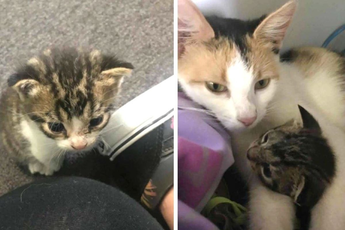 Stray Cat Brings Her Kitten to Kind Woman - She Follows the Mama and Finds Another Baby In Need of Help
