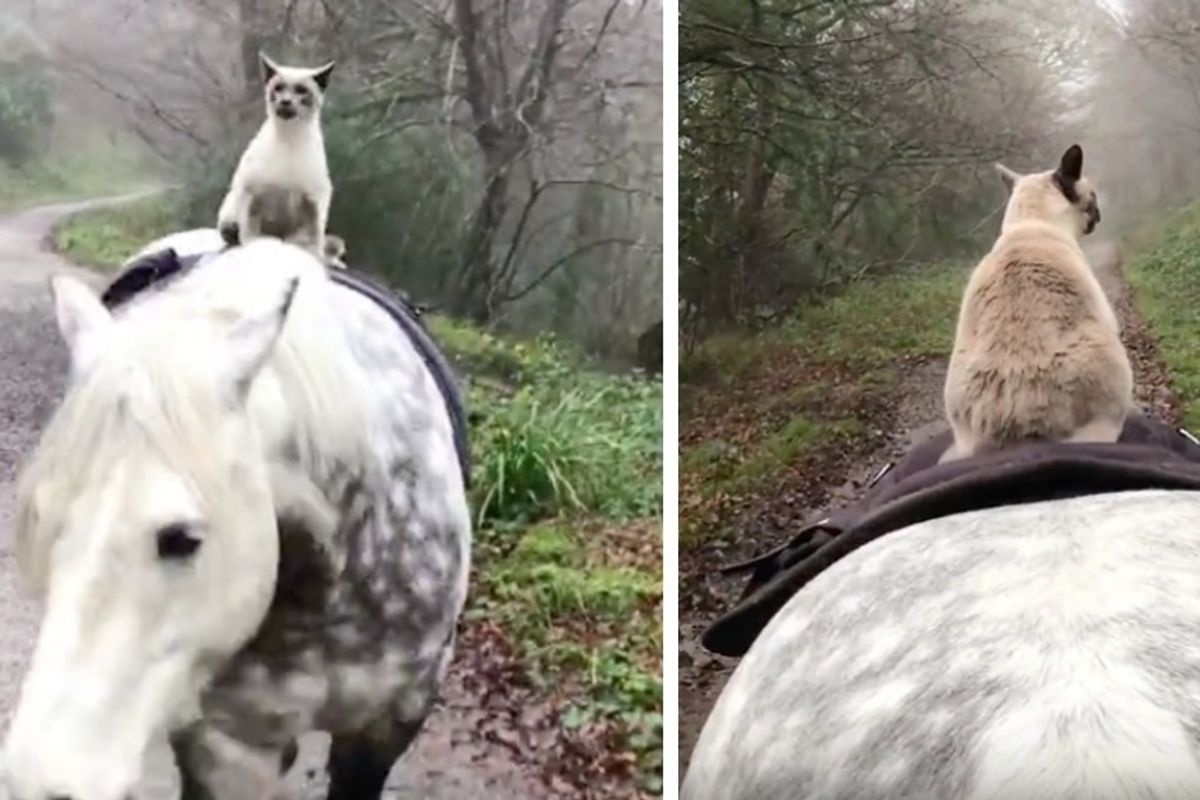 Cat Bonded With Horse and They Explore Places Together Almost Every Day