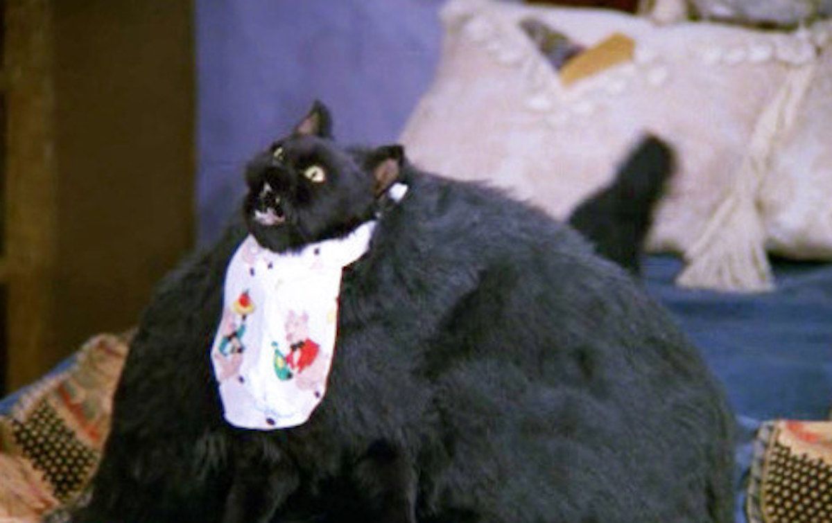 A College Student's Winter Break, As Told By Salem The Cat