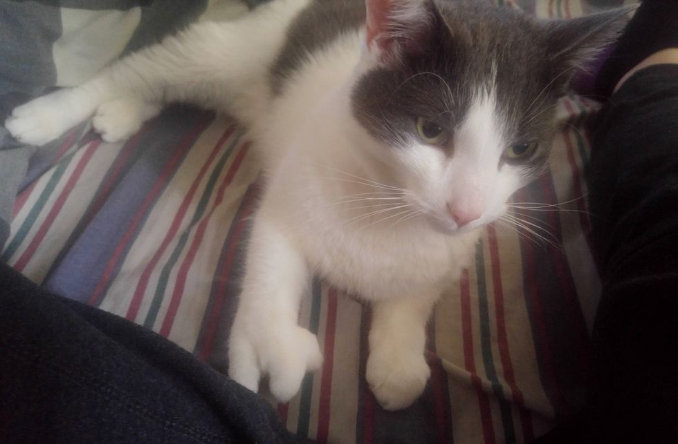 Cat With "Spock" Paw Shows Up at a Couple's Door, Meowing to Be Let In