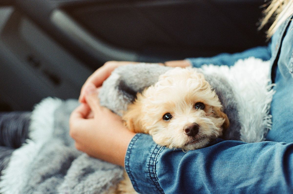 11 Mixed Puppy Breeds Scientifically Proven To Make Your Heart Melt