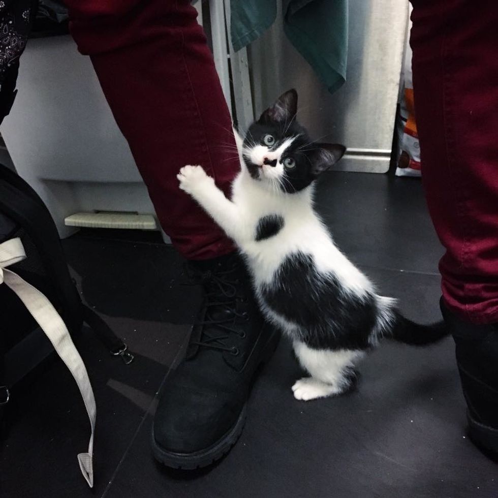 Stray Kitten Scratches Door to Get Help and Decides She Will Run Every