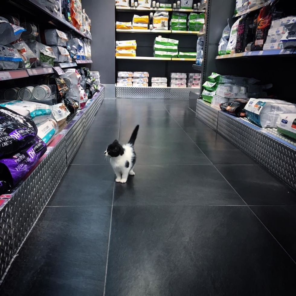 Stray Kitten Scratches Door to Get Help and Decides She Will Run Every