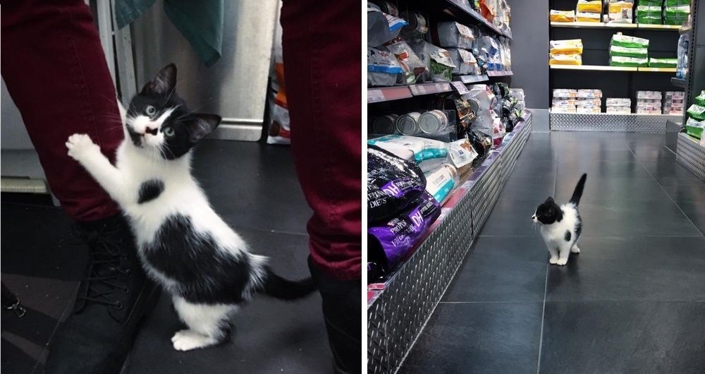 Stray Kitten Scratches Door to Get Help and Decides She Will Run Every