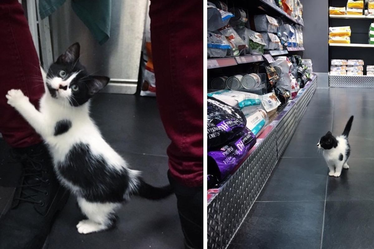 Stray Kitten Scratches Door to Get Help and Decides She Will Run Every Place She Goes to.
