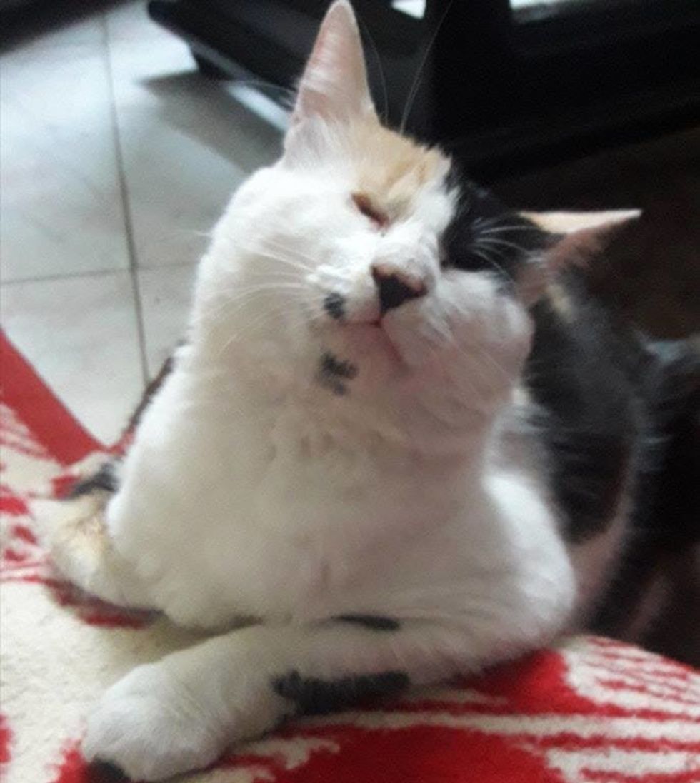 Man Saves Blind and Deaf Kitten and Raises Her into a Beautiful Calico