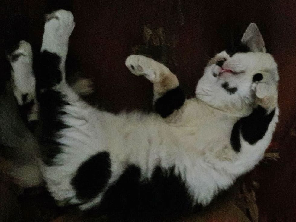 Man Saves Blind and Deaf Kitten and Raises Her into a Beautiful Calico Cat, Now 7 Months Later