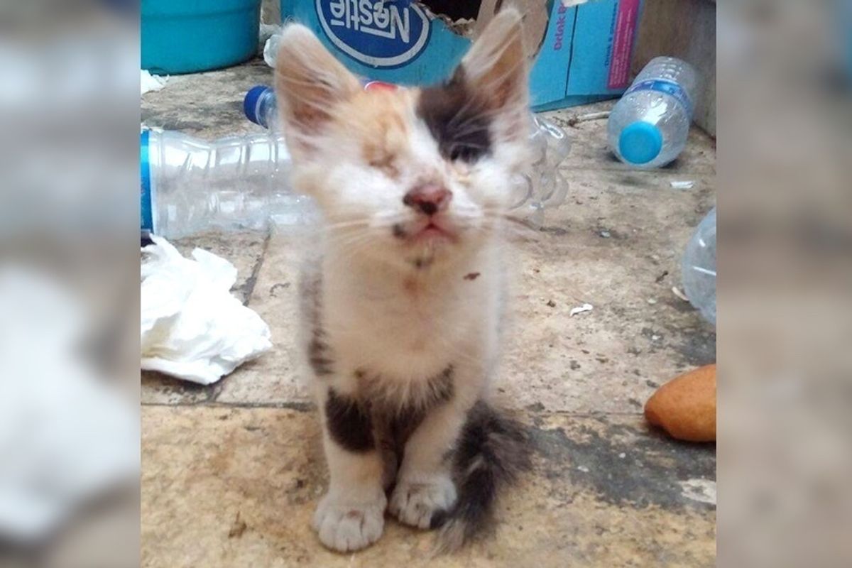 Man Saves Blind and Deaf Kitten and Raises Her into a Beautiful Calico Cat, Now 7 Months Later.