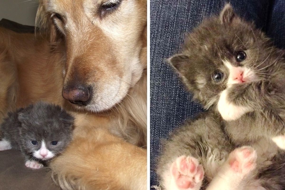 Wobbly Kitten Rejected at Birth, Finds Happiness Through Those Who Believe In Him, Now 2 Years Later.