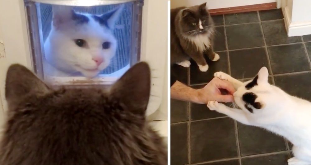 Neighbor's Cat Befriends a Fluffy Cat and Keeps Coming Back to See Him