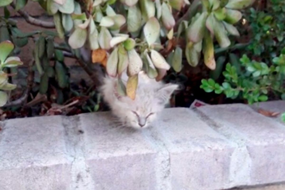 Kitten With Raspy Meow Calls Out for Help from a Bush and Gets Rescued Just in Time.