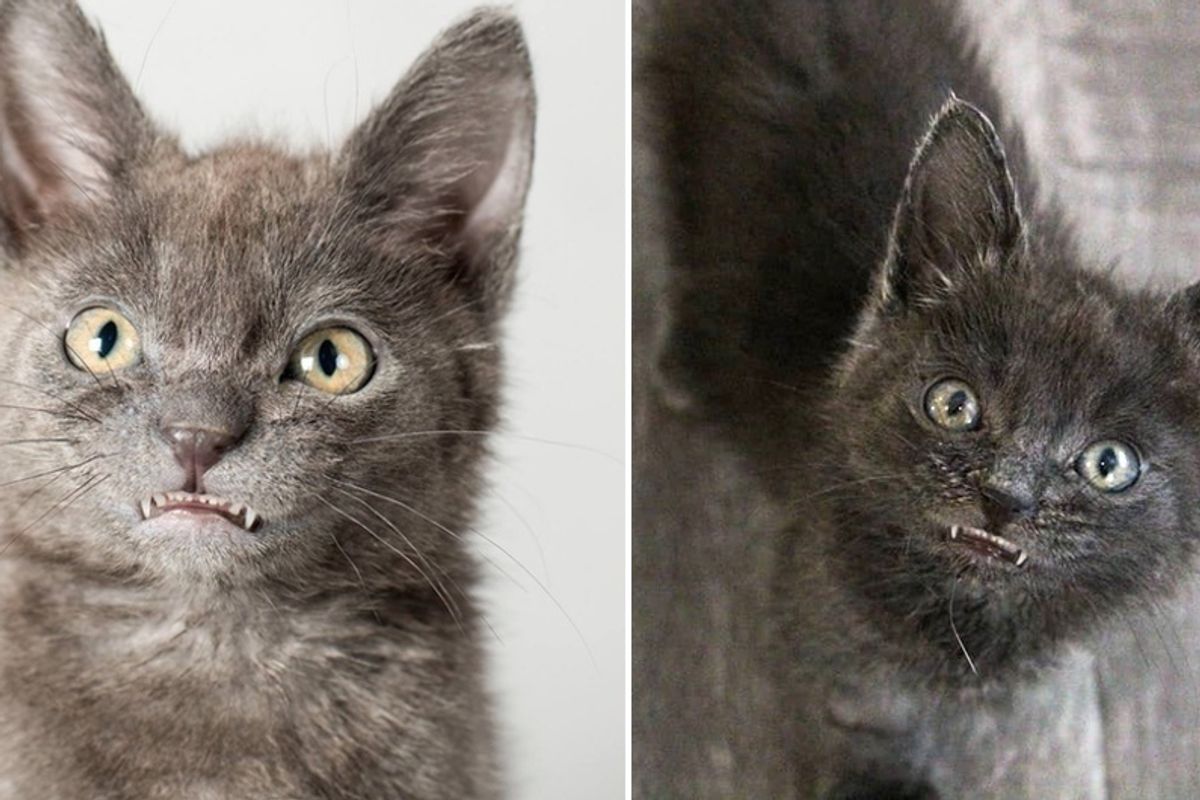 Kitten With Toothy Smile Was Brought Back From the Brink and Fights to Live