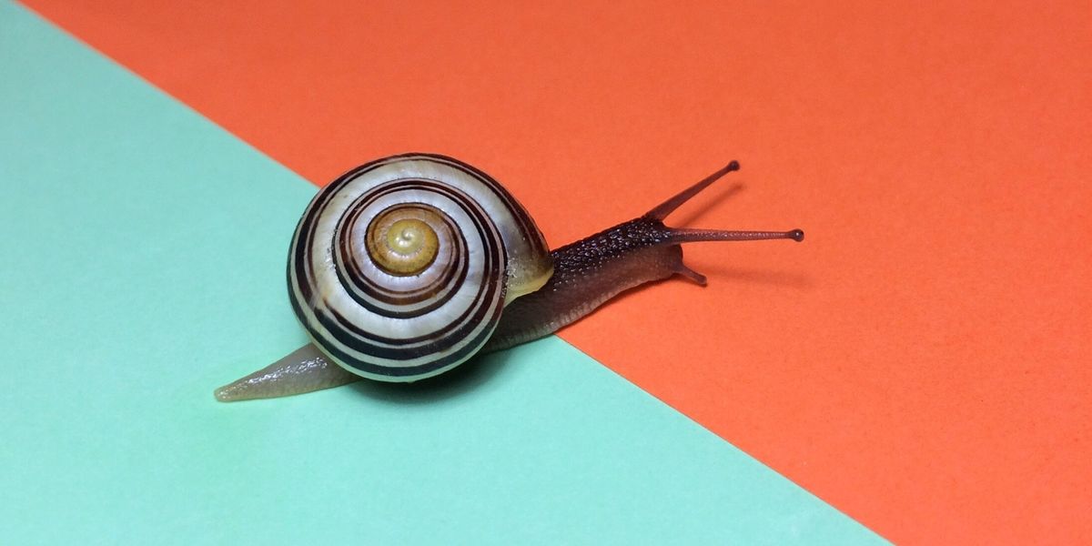 The 10 Best Snail Slime Products for Your Face