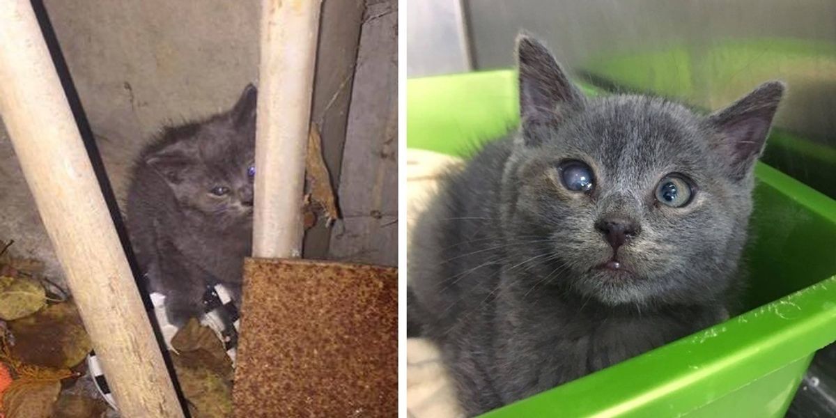 Barn Kitten Gets Help to See Again and Surprises Rescuers With His