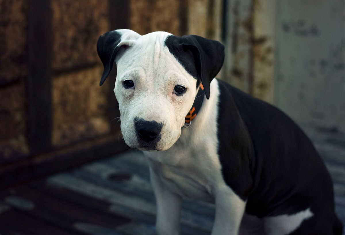 8 Reasons to Never Get a Pit Bull