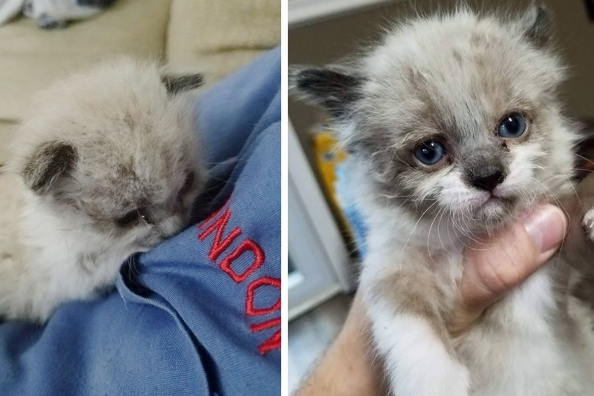 Man Saves Crying Motherless Kitten and Raises Him into Cuddlebug, Now 2 Months Later.