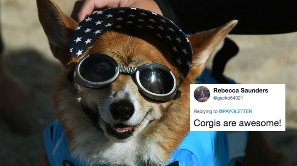 Twitter User Has a GIF of a Corgi for Every Human Emotion
