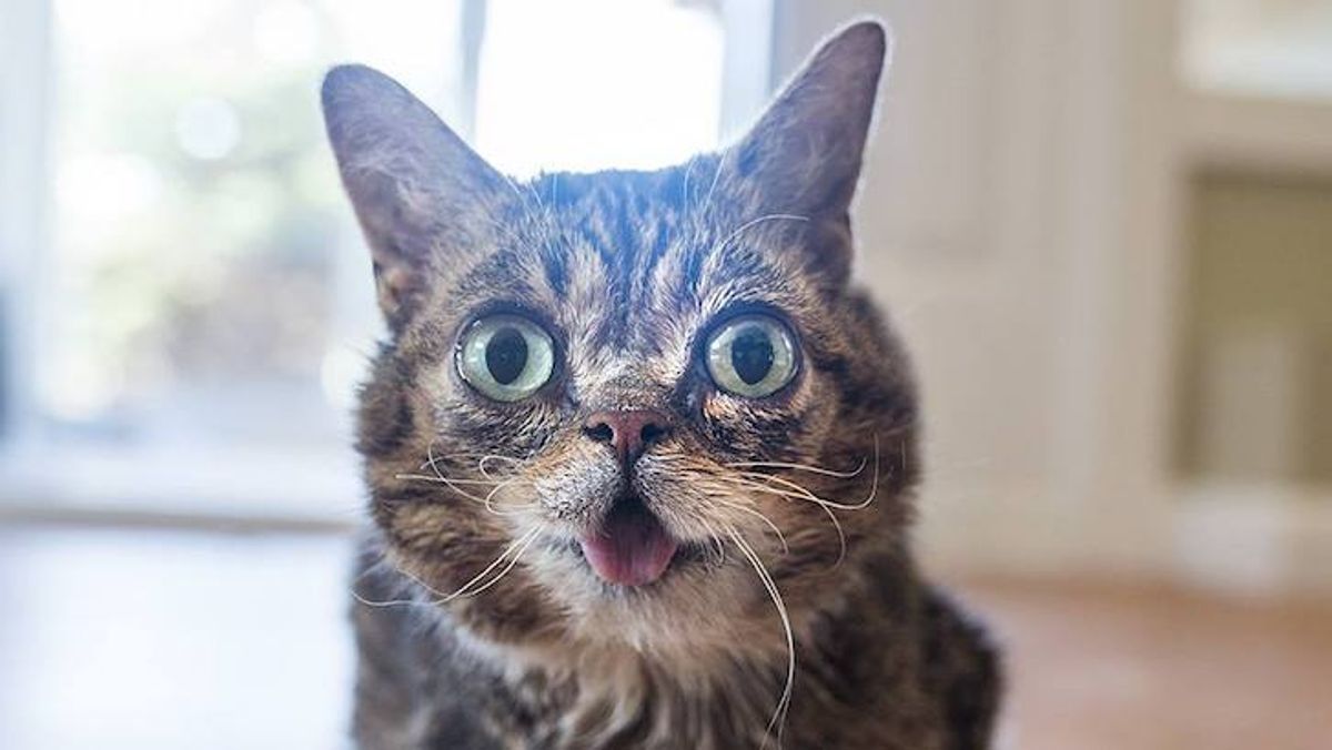 Account of Famous Instagram Cat Lil Bub Hacked by Child Troll