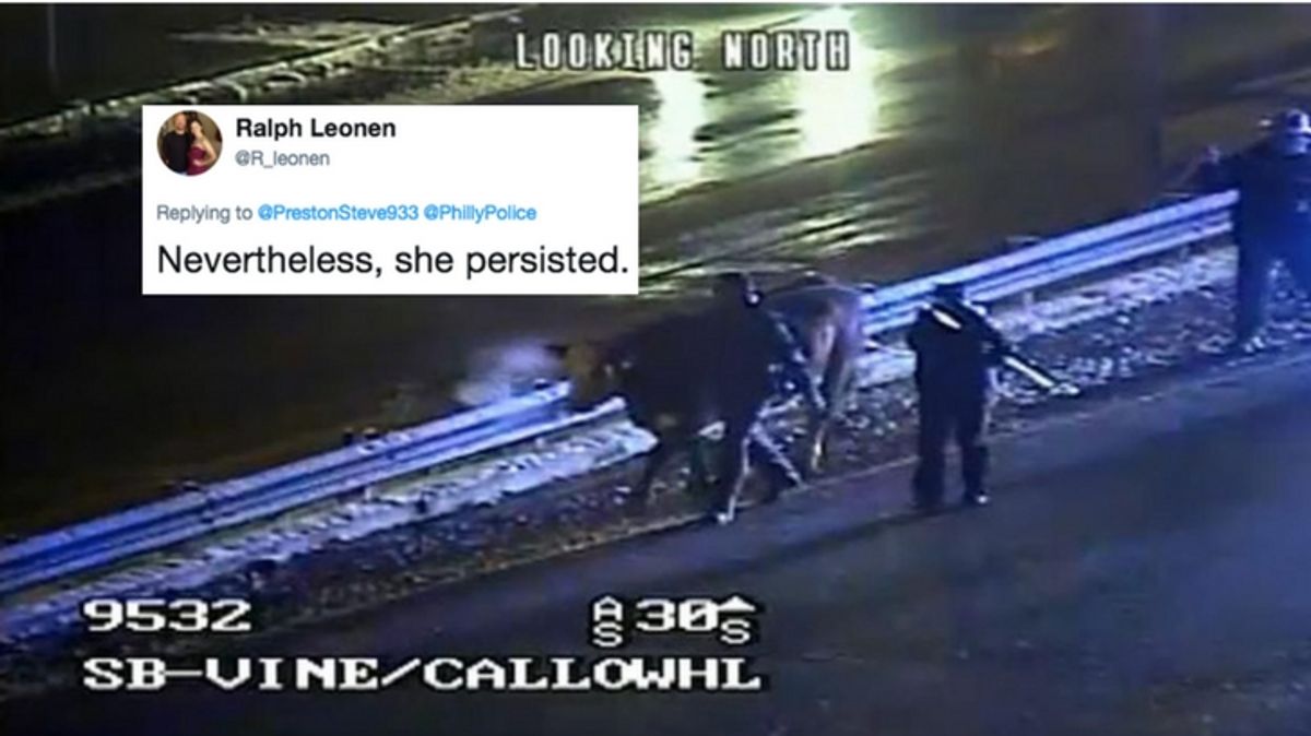 WATCH: Cow Escapes Twice From Live Philadelphia Nativity Scene