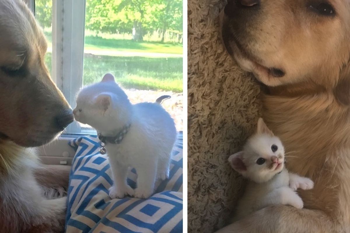Kitten with Thumbs Found Love in Giant Dog Who Raised Him Into the Cuddliest Cat.