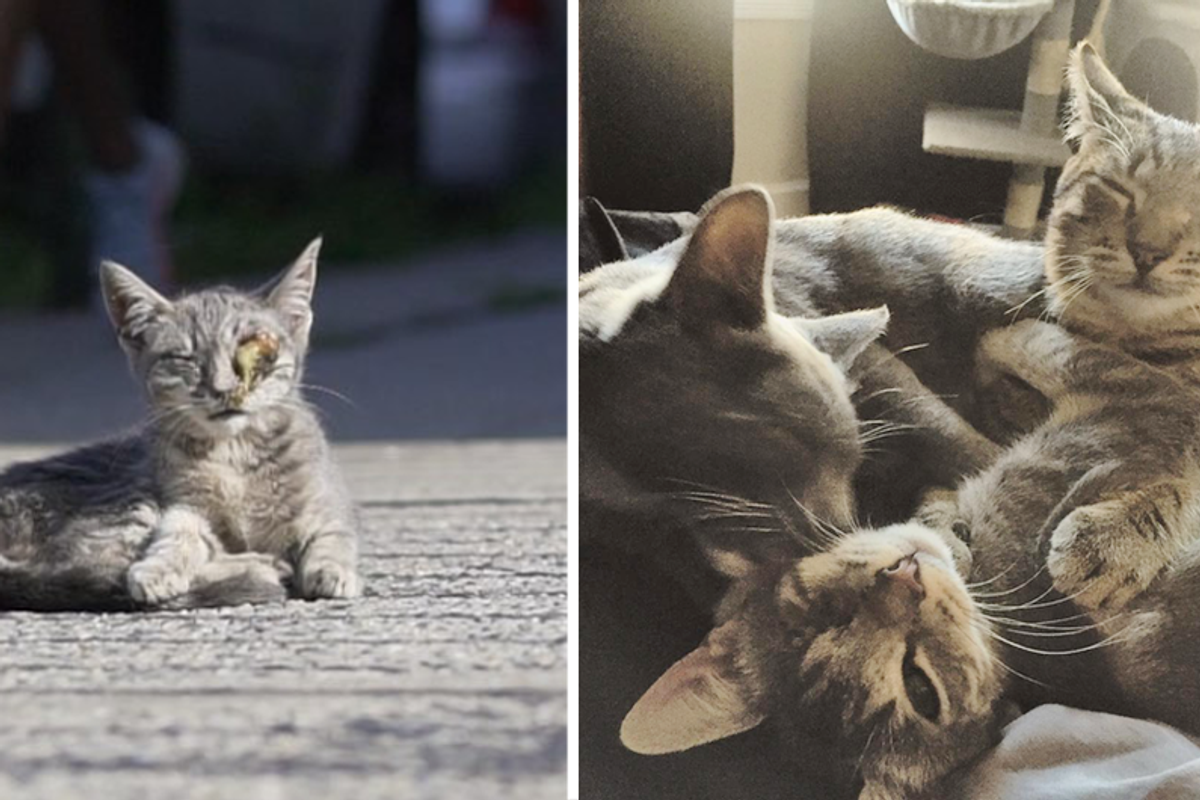 Couple Saved Kitten Sitting on Sidewalk and Went Back to Get Her Siblings While Others Just Pass Them By