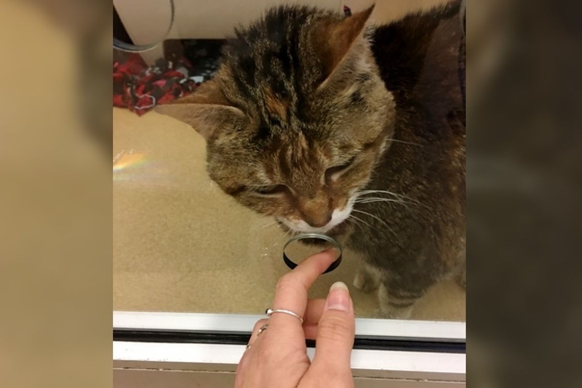 After 13 Years, Shelter Cat Finally Found Someone She Had Been Waiting For, Hours After Adoption.