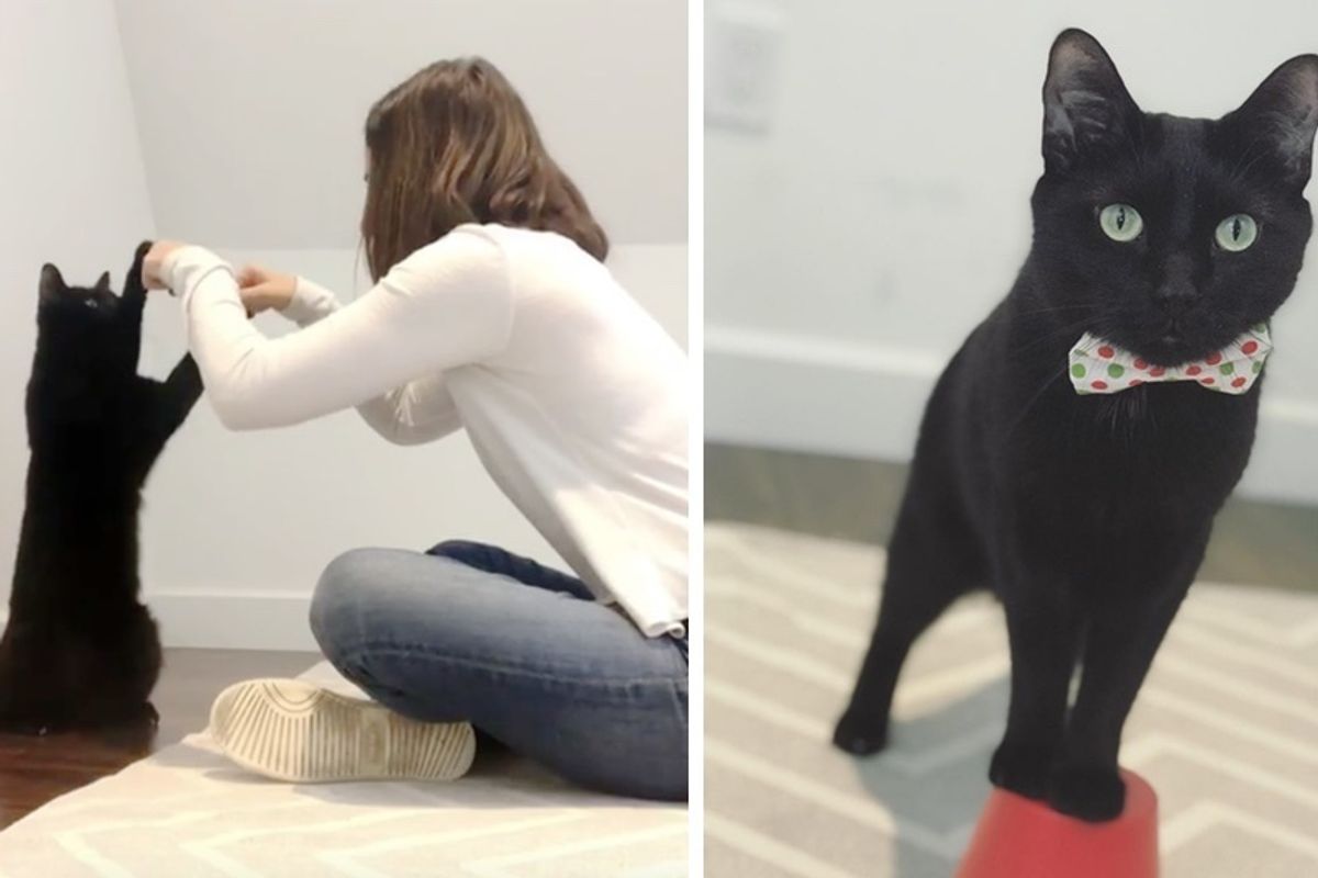 Former Stray Cat Shares Impressive Secret Cat Handshake With His Human.
