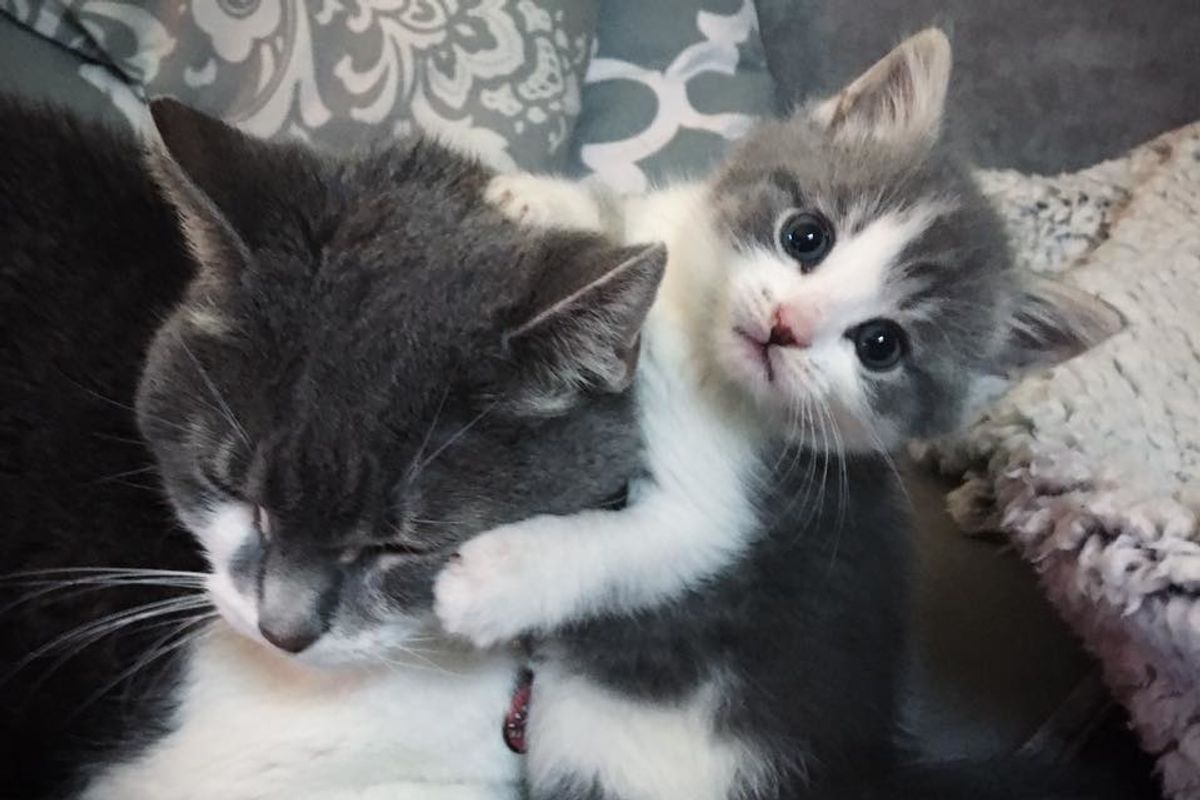 Senior Cat Nurtures Motherless Kitten and Helps Her Get Adopted.